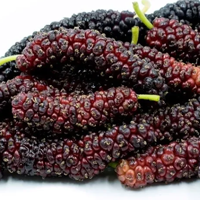 Mûrier Pakistan
