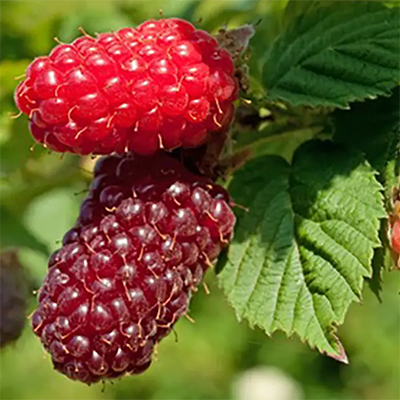 Ronce fruitière sans épines Tayberry