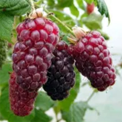 Ronce fruitière sans épines Buckingam