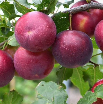 Prunus X 'Sveerkranaya'