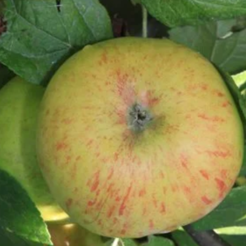 Pommier 'Jacques Lebel'