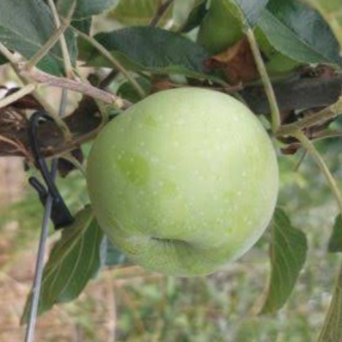 Pommier 'Précoce de Wirwignes'