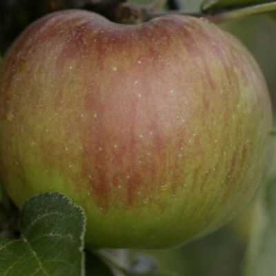 Pommier 'Cardinal flammé'
