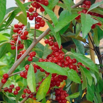 Elaeagnus umbellata Sweet n'tart