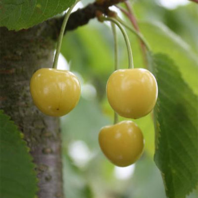 Cerisier 'Grosse cerise Blanche de Verchocq'
