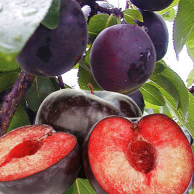 Prunus X Aprisali