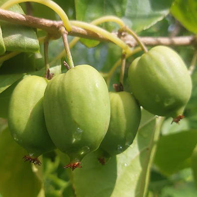 Kiwai Rogow