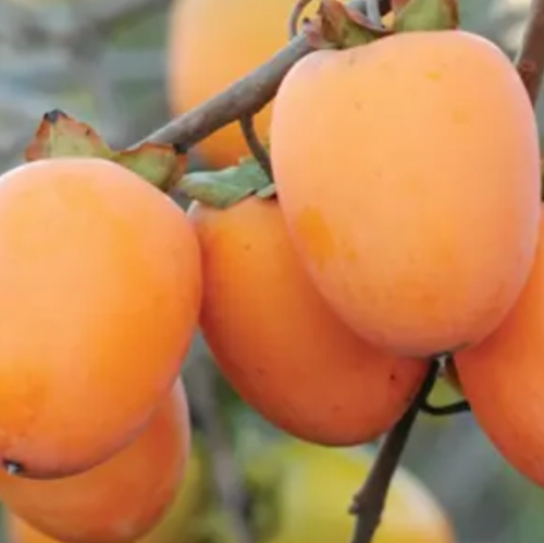 Kaki 'Saijo'