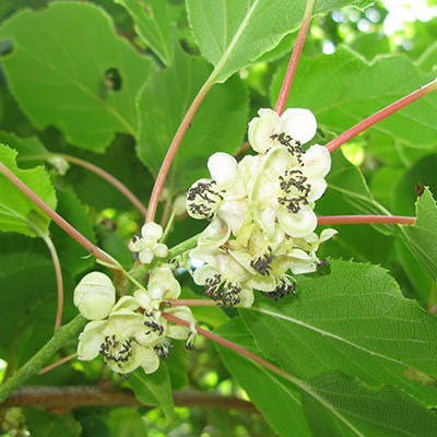 Kiwai Weiki (mâle)