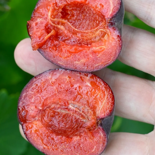 Abricot noir 'Melitopolski cherny'
