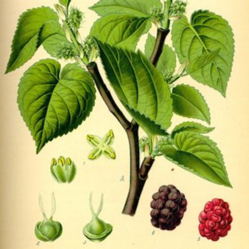 Mûrier 'Boninensis'
