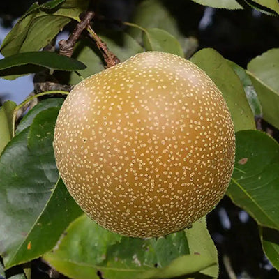 Nashi Hosui