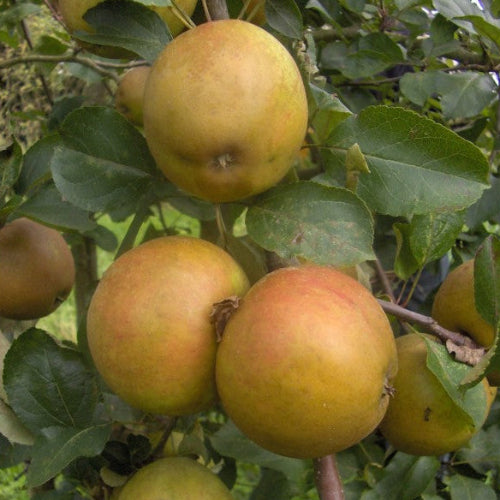 Pommier 'Reinette des capucins'