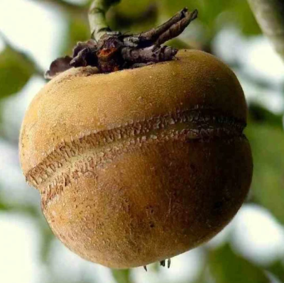 Pommier 'Patte de loup'
