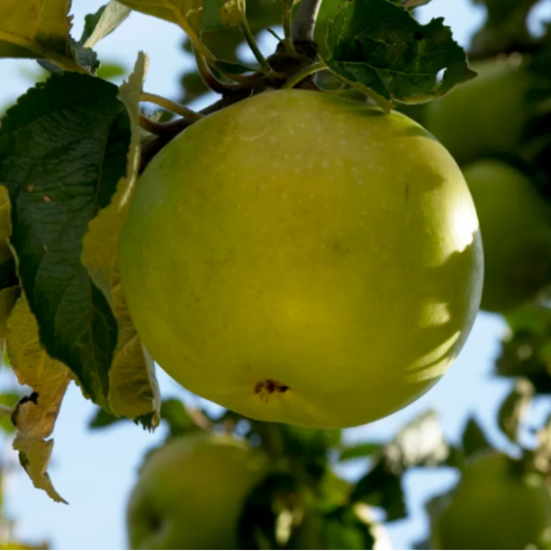 Pommier 'Verdin d'hiver'