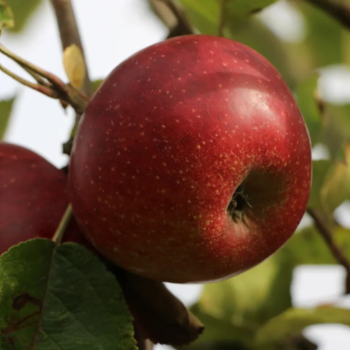 Pommier 'Ruban'