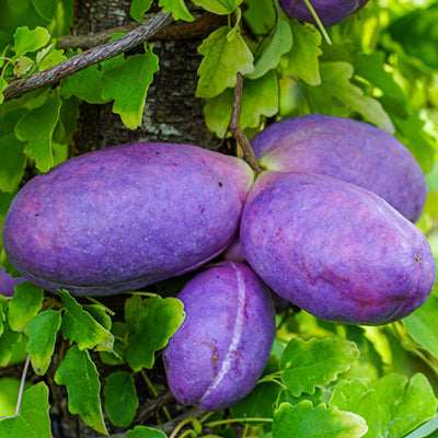 Akebia trifoliata