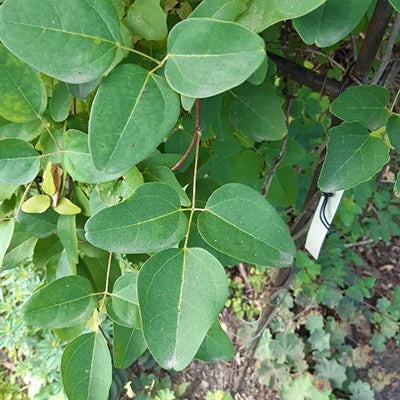 Akebia trifoliata