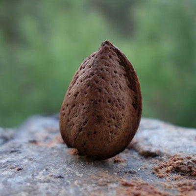 Amandier Tuono
