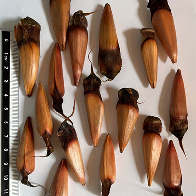 Araucaria du Chili