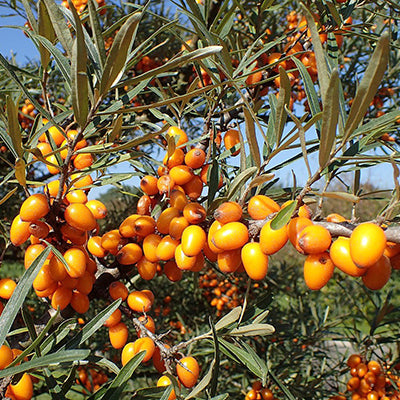 Argousier 'Hergo'