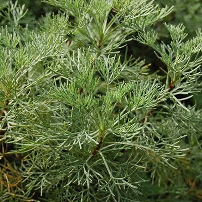 Artemisia - Plante cola