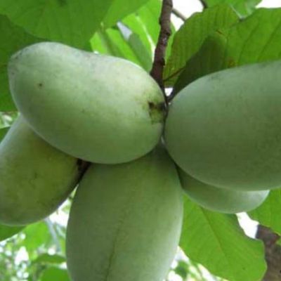 Asiminier 'Prima'