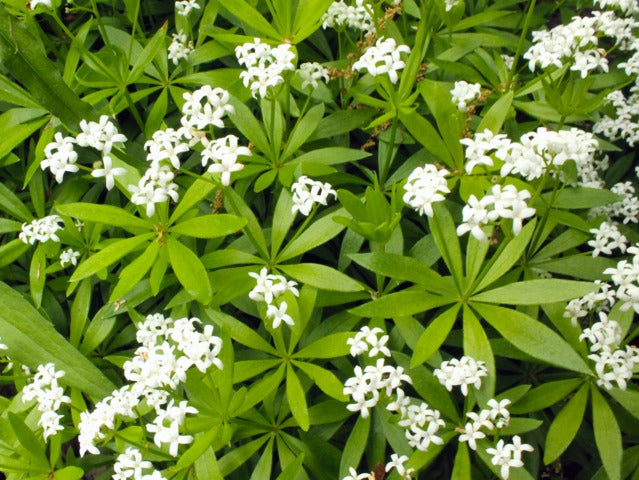 Aspérule odorante