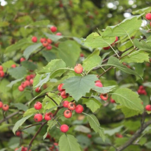 Aubépine écarlate 'Pedicellata'