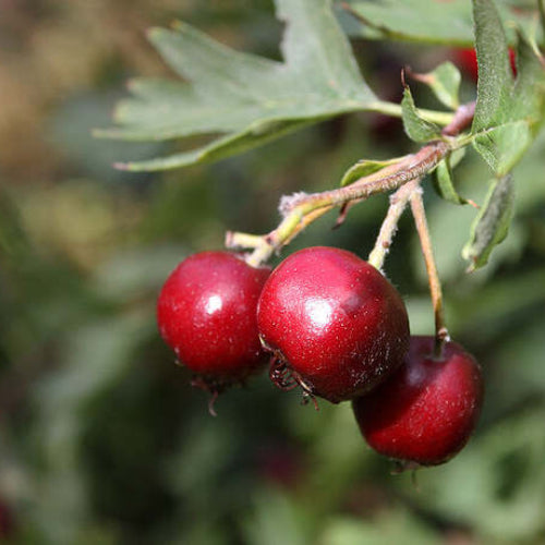 Aubépine à gros fruits 'Schraderiana'