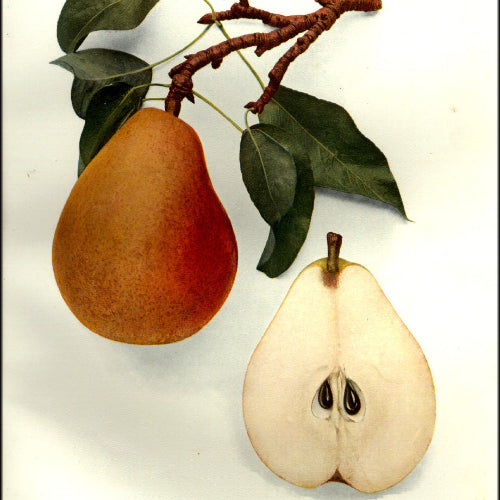 Poirier 'Beurré d'Anjou'