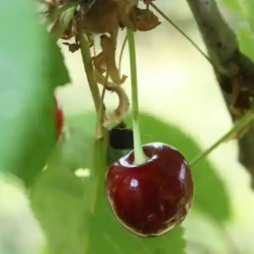 Cerisier 'Guigne noire de Ruesnes'