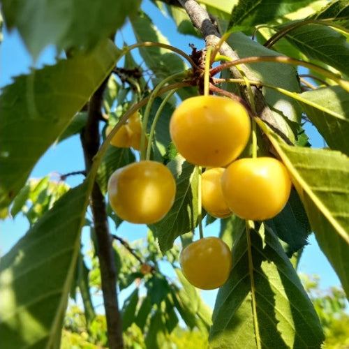 Cerisier 'Blanche d'Harcigny'