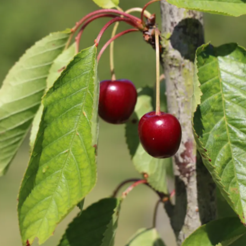 Cerisier 'Gros bigearreau de la Groise'