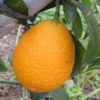 Citrus hybride Citrangequat Thomasville
