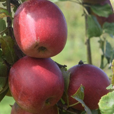 Pommier 'Colapuis'