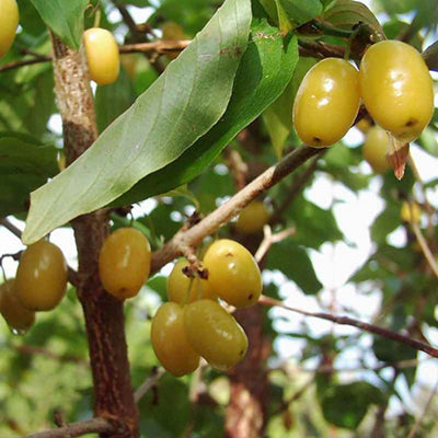 Cornouiller Jantarnyj
