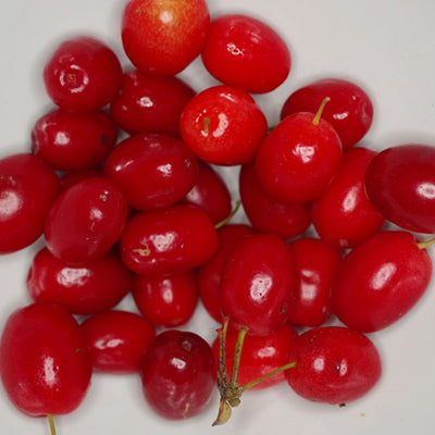 Cornouiller Pancharevo