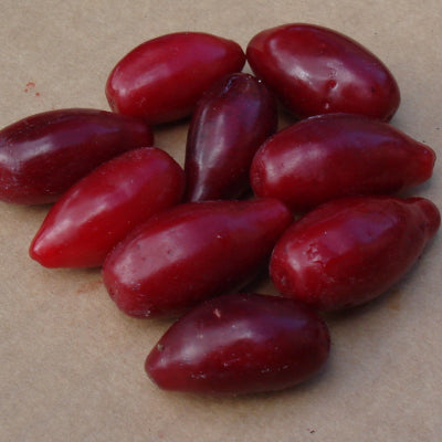 Cornouiller Elegantnyj