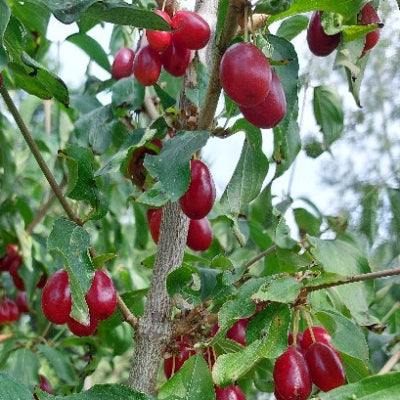 Cornouiller Bolestraszycki