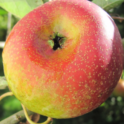Pommier 'Court-pendu rouge'