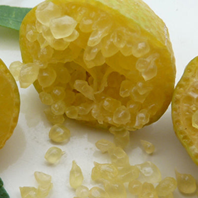 Citrus hybride Eremorange 2