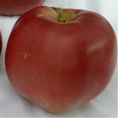 Pommier 'Eve's delight'