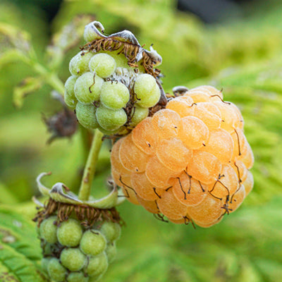 Framboisier Surprise d'automne