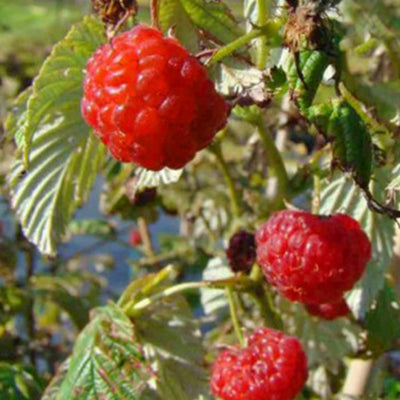 Framboisier Augustred