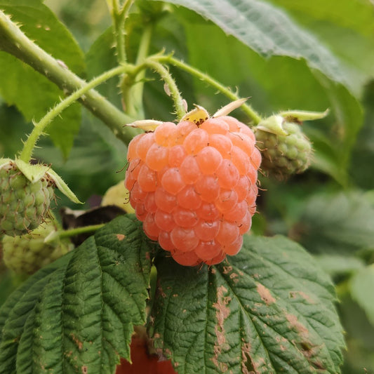 Framboisier Marosa
