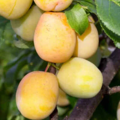 Prunier 'Goutte d'or de Coe'