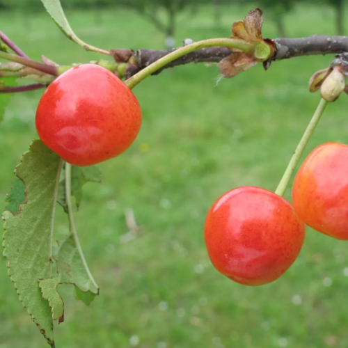 Cerisier 'Griotte précoce de Samer'