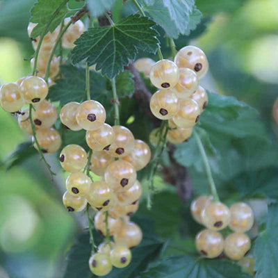 Groseiller à grappe Blanka