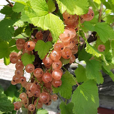Groseiller à grappe Gloire des sablons